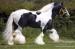 2011-gesunde-5-jahre-alt-irish-tinker-pferd-zu-verkaufen--1