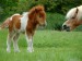 shetland-pony-picture-7